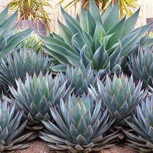 public/images/Agave ‘Blue Flame’ and Agave ‘Blue Glow’Optimized.jpg